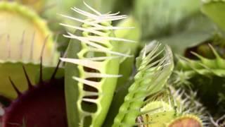 Venus flytrap catches Scorpion Flies © Lothar Lenz