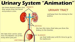 URINARY SYSTEM | Biology Animation