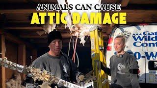 The Dangers Of Allowing Animals To Live In Your Attic | Wildlife Removal & Prevention