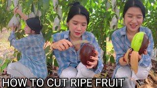 Amazing how to harvest farm fresh fruit and cutting skills | Food Way