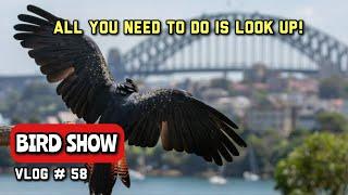 FREE FLIGHT BIRD Show at Taronga Zoo with Amazing Sydney City Backdrop!