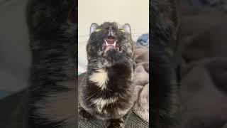 Cat Communicating With Birds