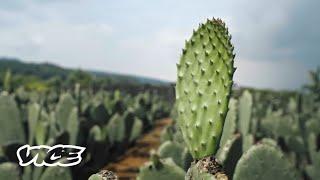 Regreso al origen: el nopal, un superalimento mexicano