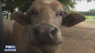 Safari Lake Geneva drive-thru zoo | FOX6 News Milwaukee