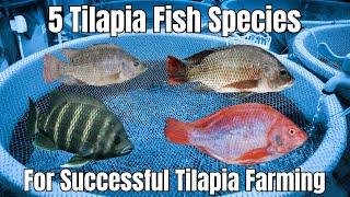 Mastering Tilapia Aquaculture: Species, Nutrition, and Tips