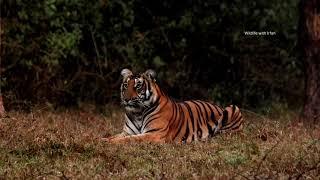 Early morning Tiger sighting from Kabini safari.