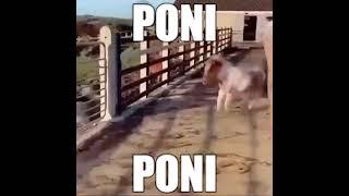 PONI