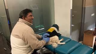 Dog Hip Dislocation Treatment | Delhi