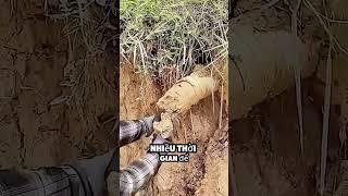 khi đi ngang qua ống nước cũ kỹ ở cánh đồng , anh chàng này đã phát hiện ra một âm thanh kỳ lạ.