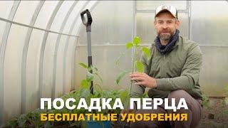 НЕОБЫЧНОЕ БЕСПЛАТНОЕ УДОБРЕНИЕ ДЛЯ ПЕРЦА И НЕ ТОЛЬКО. Посадка рассады перца в теплицу.