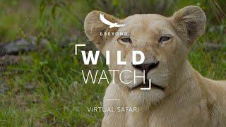 White Lion Chronicles: Looking for the pride | WILDwatch Virtual Safari Ep6