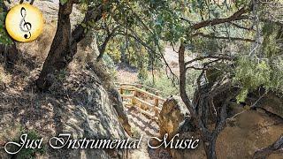 A Stroll through a Holm Oak Forest in the Countryside  Just Instrumental Music Shorts