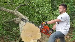 Husqvarna 592XP® AutoTune 24 inch vs hornbeam wood 80cm