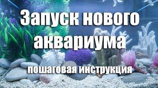 Запуск нового аквариума. Пошаговая инструкция