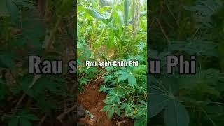 Huong Xuan Vlogs - Cuộc Sống Châu Phi