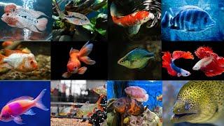 Aquarium Fish Names | Fish Names | Fish Names with Video | Sri Lanka Fish Aquarium