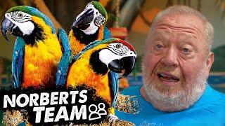 TINA und die ARAS | NORBERTS TEAM | Zoo Zajac