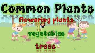 Common Plants | Plants | Plants Around Us | Science | Kindergarten | Teacher Beth Class TV