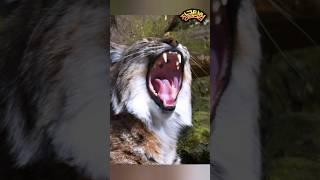 무시무시한 이빨의 정체는? #lynx #pets