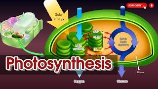 Photosynthesis process  step by step Explained || Light reaction || Calvin cycle || Bioenergetics