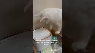 Тестируем автопоилку с датчиком движения. Лапы мокрые до ушей, вся кухня в воде! Зато довольная ))