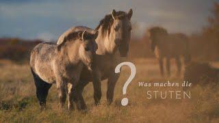 Was machen die Stuten in ihrer Herde?