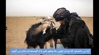 The life of the nomads in Hera | زندگی کوچی ها در هرات