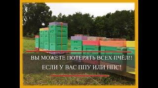 Вы можете потерять всех пчёл, если у вас ППУ или ППС