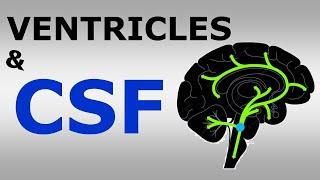 (Chp#16) Ventricular System and Cerebrospinal Fluid | CSF | Snell's NeuroAnatomy |