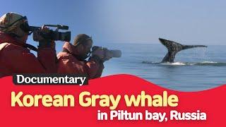 Korean Gray whale