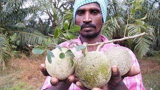 Farm Fresh WOOD APPLE Cutting And Eating In My Village Life in Nature |  How to Cut Velakkaya