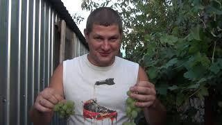 у соседа лучше