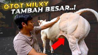 SAPI PALING BEROTOT YANG ADA DI DEHAKIMS SAAT INI...!!