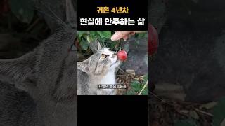 귀촌 4년차, 현실에 안주하는 삶 #시골살이 #귀촌생활 #시골생활 #시골고양이