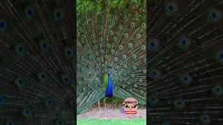 PEACOCK DANCE DISPLAY #shorts #wildlife #animals #beautiful #peacock #display #dance #birds #fyp #4k