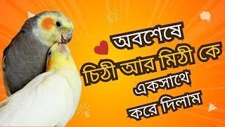 চিঠী আর মিঠী #foryou #cockatiel #birdslover #birds #fyp #vlog #youtube @hungrybirds4803 @YouTube