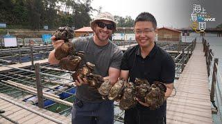 Live: A peek at China's largest oyster farm