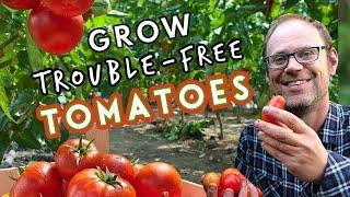 Top Tips for Trouble-Free Tomatoes 