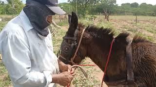 #sitio lagoinha #arando a terra