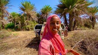 BIXIN DUULE SOMALILAND 2021A HIDDEN PALM TREE OASIS