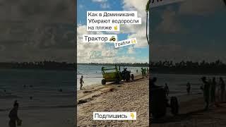 Как в Доминикане убирают водоросли на пляже #shots #пунтакана #доминикана