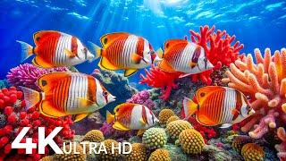 DREAM AQUARIUM 4K Marvel at Sea Animal in The Best Aquarium  Fish Tank Sounds for Sleep, Study #10