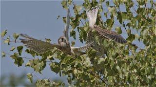 Junge Turmfalken kämpfen spielerisch miteinander / Young kestrels playfully fight each other