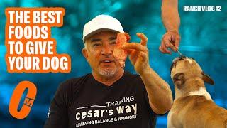 THE BEST FOOD TO FEED YOUR DOG | DOG TIPS #1