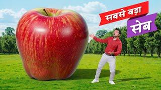 World's Biggest Apple | सबसे बड़ा सेब | Hindi Comedy | Pakau TV Channel