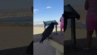 Amazing crow.at Lake Powell...