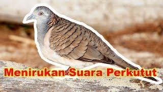 Cara Menirukan Suara Burung Perkutut