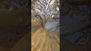 Very spectacular hunting of balm fish and shrimp by lattice cage #fishhunting2 #fishing