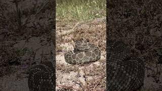 Southern Pacific Rattlesnake (Crotalus oreganus helleri)