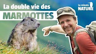 La double vie des marmottes (No 383)